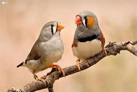 珍珠鳥幼鳥|【珍珠鳥飼養】珍珠鳥的飼養方法 